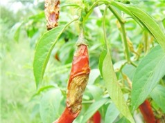 Dịch chiết thảo dược kháng nấm gây bệnh thán thư trên cây ớt